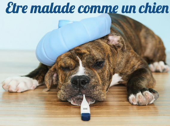 10 Funny French Idioms with Animals - French Studio - French Studio  Singapore